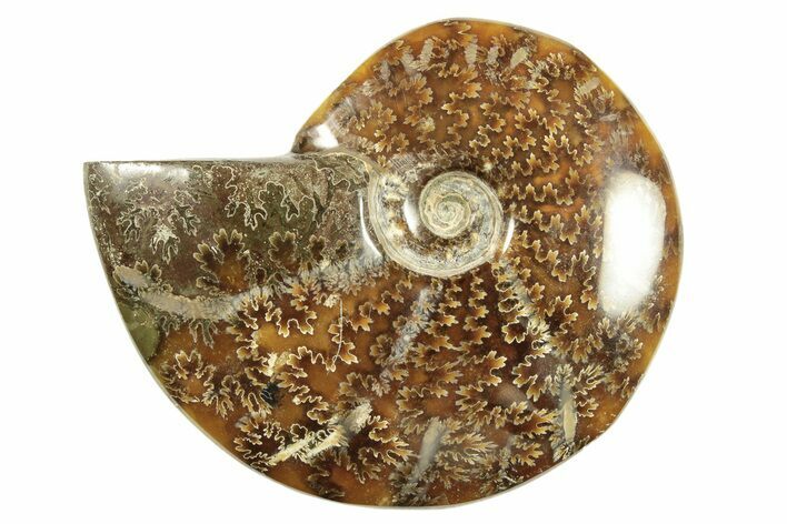 Polished Ammonite (Cleoniceras) Fossil - Madagascar #266301